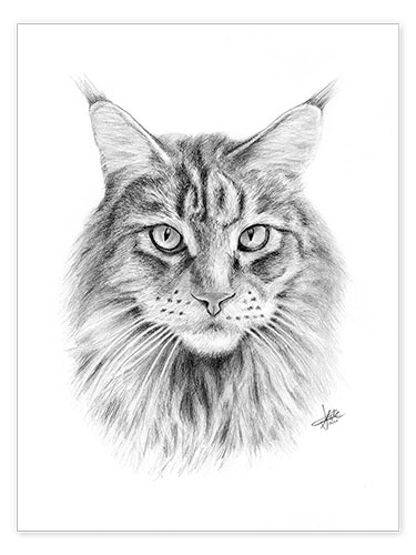 Póster Gato Maine Coon