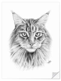 Vinilo para la pared Maine Coon Cat