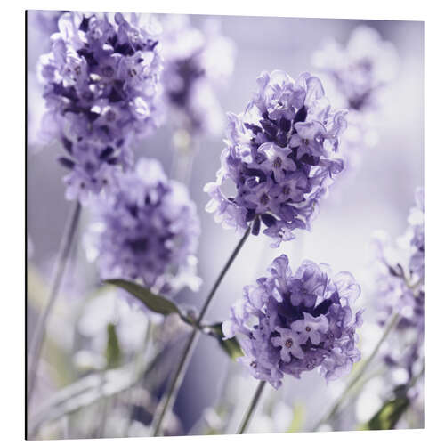 Aluminium print Lavender scent III