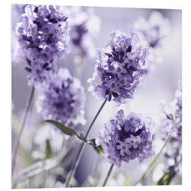 Foam board print Lavender scent III