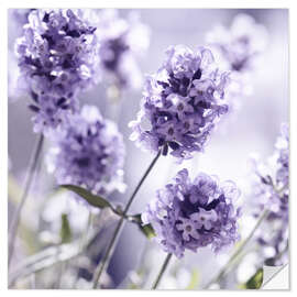 Vinilo para la pared Lavender scent III