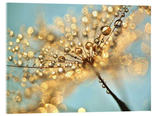 Acrylglasbild Pusteblume Schirmchen mit Goldtropfen