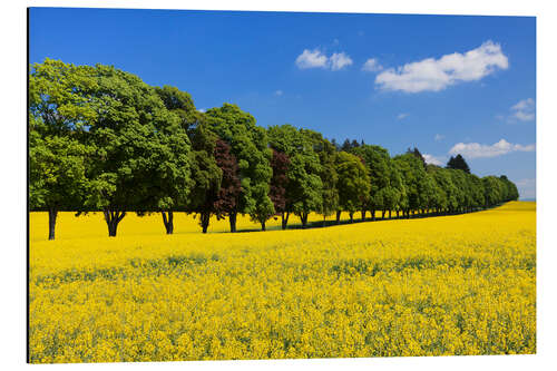 Aluminium print Tree Alley in a rape field, Swabian Alb