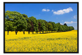 Gerahmter Kunstdruck Baumallee im Rapsfeld, Schwäbische Alb