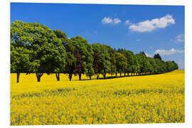 Tableau en PVC Tree Alley in a rape field, Swabian Alb