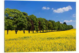 Gallery print Tree Alley in a rape field, Swabian Alb