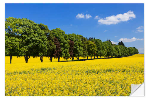 Wall sticker Tree Alley in a rape field, Swabian Alb