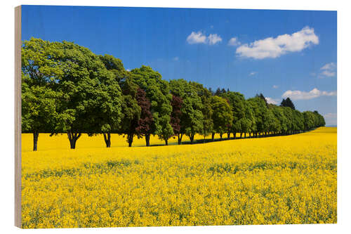 Tableau en bois Tree Alley in a rape field, Swabian Alb