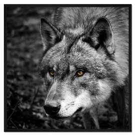 Gerahmter Kunstdruck Wolf I