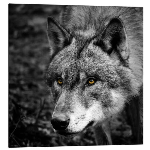 Gallery print Wolf I