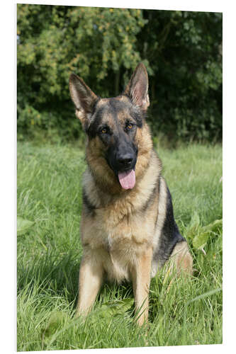 PVC-tavla German Shepherd