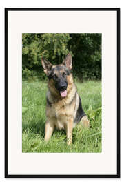 Gerahmter Kunstdruck Deutscher Schäferhund