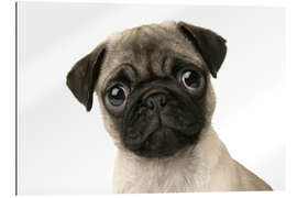 Gallery print Pug face