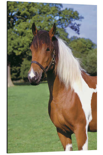 Aluminiumsbilde Brown and white piebald horse