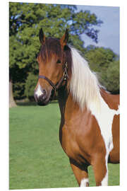 Foam board print Brown and white piebald horse