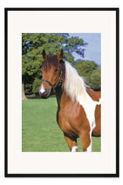 Gerahmter Kunstdruck Braun-weiß geschecktes Pferd