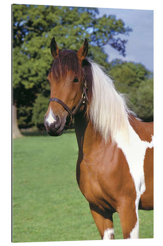 Quadro em plexi-alumínio Brown and white piebald horse