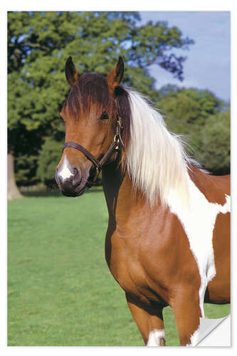 Wall sticker Brown and white piebald horse