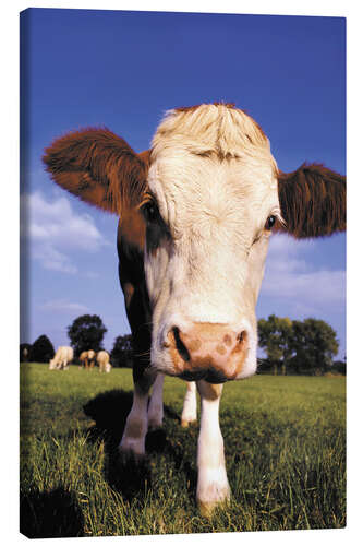 Canvas print Cow face