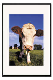 Gerahmter Kunstdruck Kuhgesicht