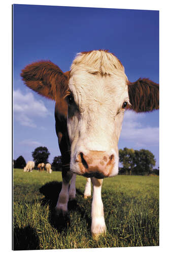 Gallery print Cow face