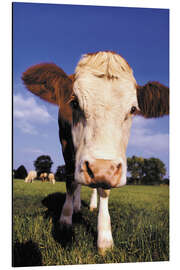 Magnettafel Kuhgesicht