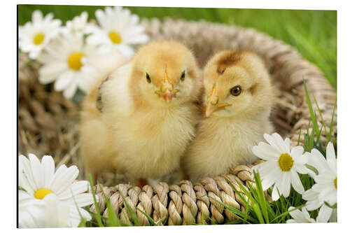 Quadro em alumínio Chicks in a basket