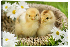 Canvas print Chicks in a basket - Greg Cuddiford