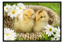 Gerahmter Kunstdruck Küken im Körbchen