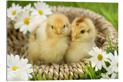 Quadro em plexi-alumínio Chicks in a basket