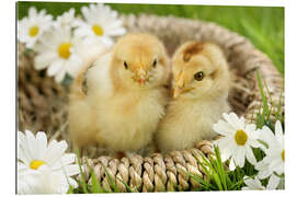 Gallery print Chicks in a basket