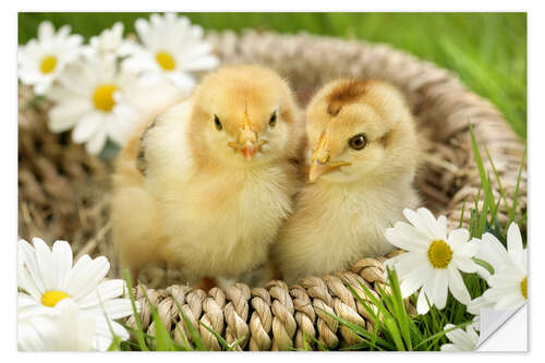 Naklejka na ścianę Chicks in a basket