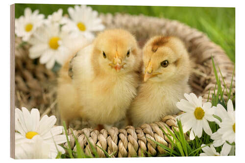 Quadro de madeira Chicks in a basket