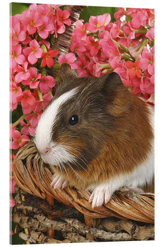 Acrylic print Guinea pig in basket