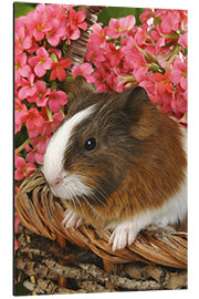 Aluminium print Guinea pig in basket