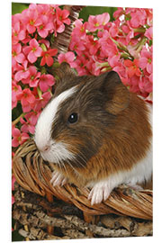 Foam board print Guinea pig in basket