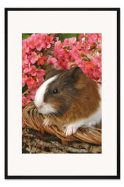 Gerahmter Kunstdruck Meerschweinchen im Korb