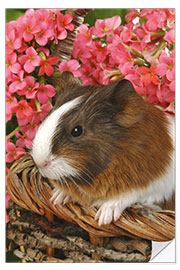 Självhäftande poster Guinea pig in basket