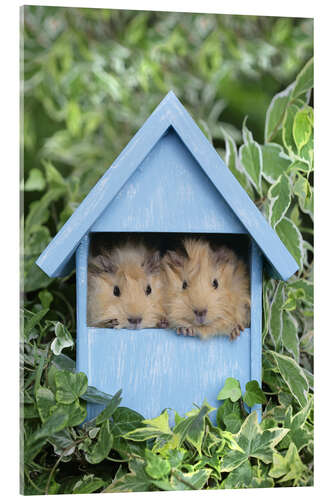 Acrylic print Guinea pig in house