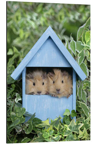 Quadro em alumínio Guinea pig in house