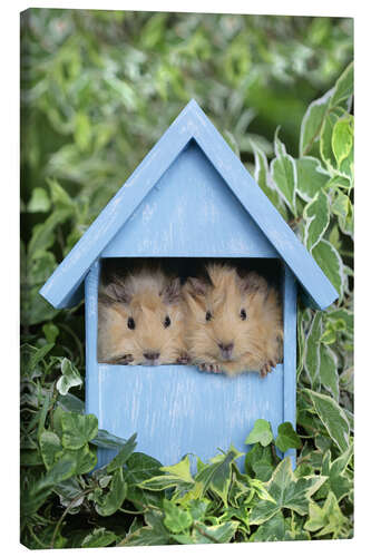 Lærredsbillede Guinea pig in house