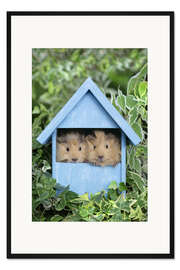Gerahmter Kunstdruck Meerschweinchen im Haus