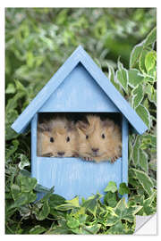 Självhäftande poster Guinea pig in house