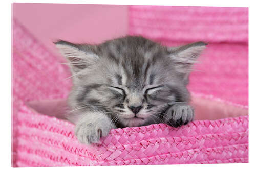 Acrylic print Sleeping kitten