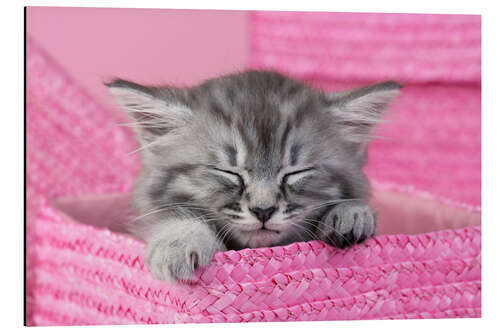 Aluminium print Sleeping kitten