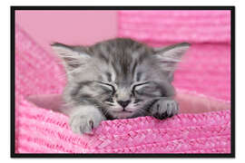Gerahmter Kunstdruck Schlafendes Kätzchen