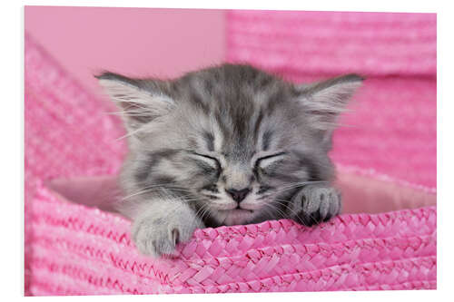 Foam board print Sleeping kitten