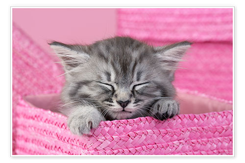 Poster Schlafendes Kätzchen