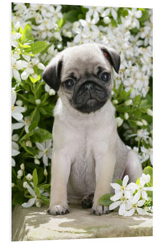 Foam board print Pug in garden