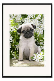 Gerahmter Kunstdruck Mops im Garten